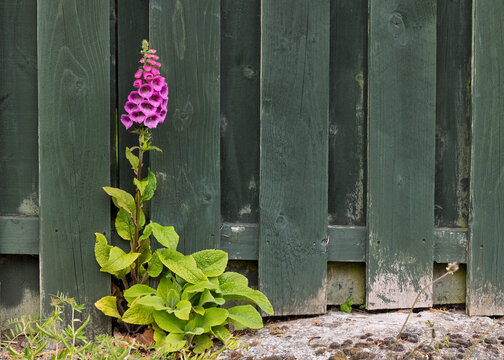 Purple Foxglove Flowers Blooming on Short Plant Growing by Wooden Fence