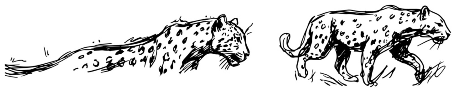 Spotted leopard walking and resting in wildlife nature ink drawing style