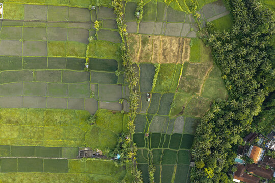 Aerial view of lush green rice terraces with palm trees and irrigation patterns in Ubud, Bali, Indonesia.