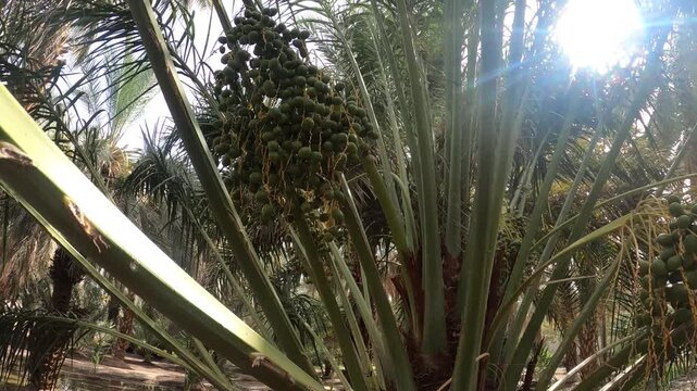 Green dates in The Garden of Salman Al Farsi (RA) in Madinah, Saudi Arabia.