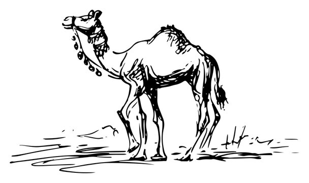 Single hump dromedary camel in desert landscape hand drawn sketch style