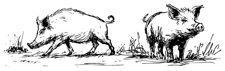 Wild boar and domestic pig together in farm nature ink sketch style © AdrianGebert