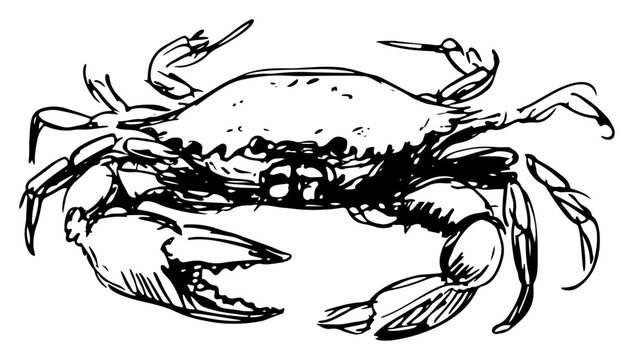 Crab with large claws and detailed shell hand drawn sketch style