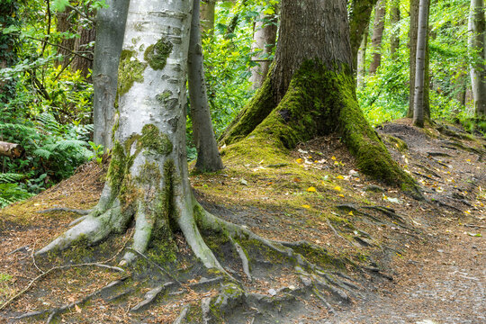 Moss covered tree roots in mature woodland with exposed forest floor detail