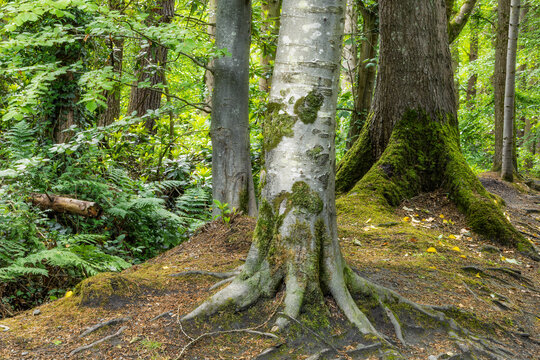 Mature woodland trees with moss covered roots in peaceful natural forest scene