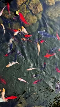 Colorful koi fish swimming gracefully in a clear garden pond