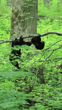 Three Adorable Black Bear Cubs Playing 