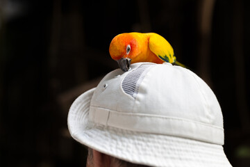 Yellow parrot sitting and playing on hat © Maria