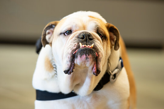 Light colored English Bulldog portrait with underbite and lips hanging down
