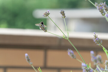 Lavendel eine wichtige Energiequelle für Hummeln © Gerd