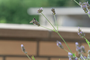 Hummeln mögen Lavendel © Gerd