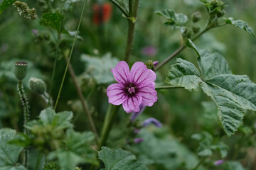 Wild Mallow (Malva sylvestris), Purple Wildflower Bloom, Macro Botanical Nature Concept © jr-art