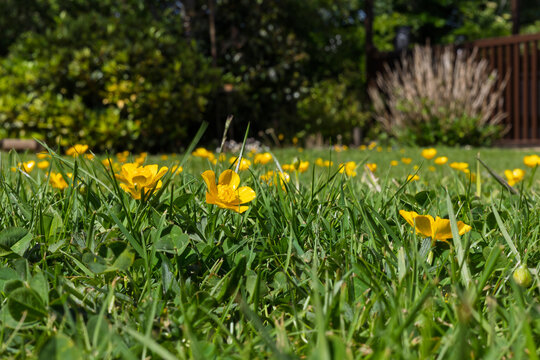 Low angle view of buttercups flowering in a garden lawn
