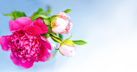 Beautiful pink peony flower with delicate buds in glass vase against soft blue background, copy space. Minimal still life ideal for greeting cards, wedding invitations, Mother's Day, floral designs © NataliaNY