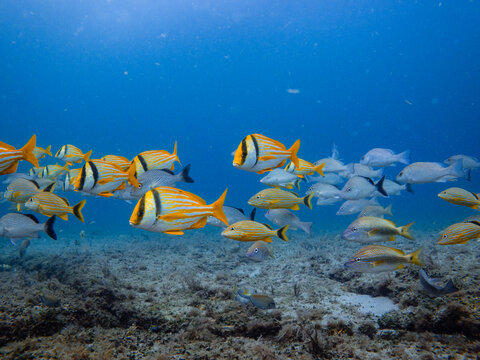 tropical fish swimming in ocean