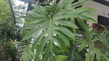 Split Leaf Philodendron Tropical Green Foliage Growing in Home Garden © Reny
