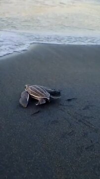 Baby leatherback sea turtle hatchling crawling fast on the sand towards the ocean waves