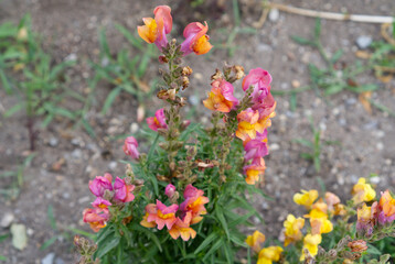 Obraz premium Antirrhinum flowers blooming in garden