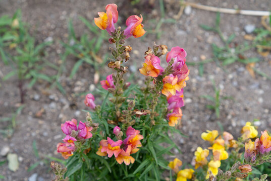 Antirrhinum flowers blooming in garden