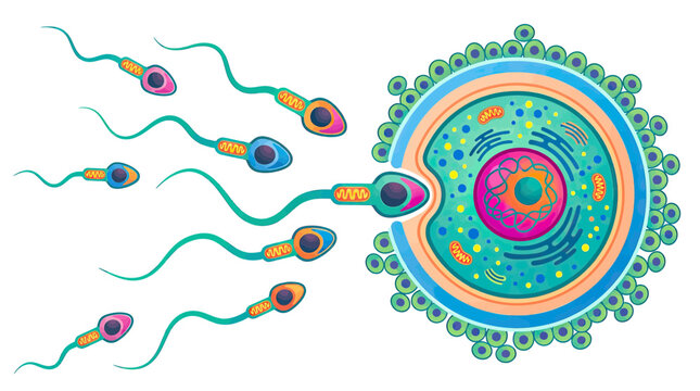 Sperm fertilizing egg, conception, human reproduction, microscopic view, biology