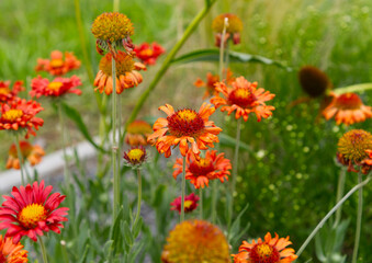 Fototapeta premium Gaillardia flowers in summer garden