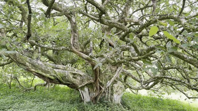Ficus ingens, the red-leaved fig, is a fig species with an extensive range in the subtropical to dry tropical regions of Africa and southern Arabia. Ho'omaluhia Botanical Garden, Honolulu, Oahu, Hawai