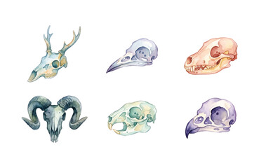 Obraz premium Watercolor animal skull icons set, minimalist bone illustrations on white background