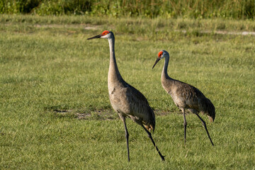 Fototapeta premium Two Sandhill Cranes Walking Through Sunlit Grassland