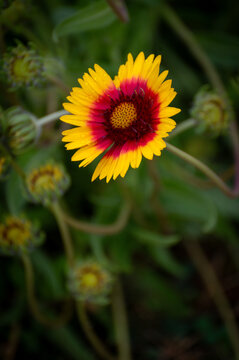 Blanket Flower known for its vibrant red center and yellow tips. These plants are highly attractive to pollinators such as bees and butterflies.