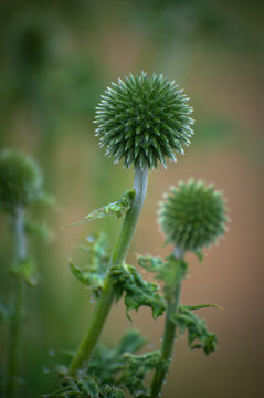 Globe thistle plant is a member of the Echinops genus. The plant is recognized by its spiny foliage and spherical, prickly flower heads that can be blue or white.