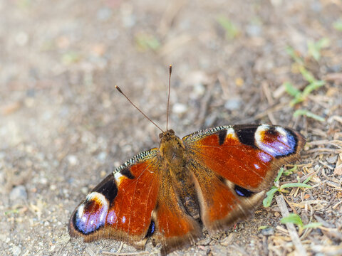 Peacock butterfly on the ground among the grass