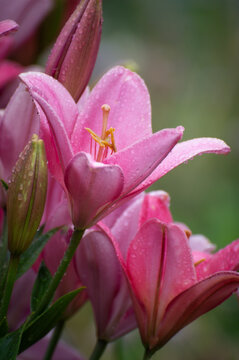 Close-up of pink lily flowers in the garden. These flowers capture the essence of a dewy morning, their vivid petals and prominent stamens adding a touch of natural elegance to any setting.