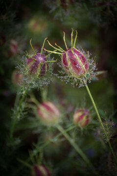 Love-in-a-Mist, characterized by its unique, inflated seed pods with purple stripes and spiky, wispy projections. The delicate, fern-like foliage creates a "mist" around the flowers and seed pods.