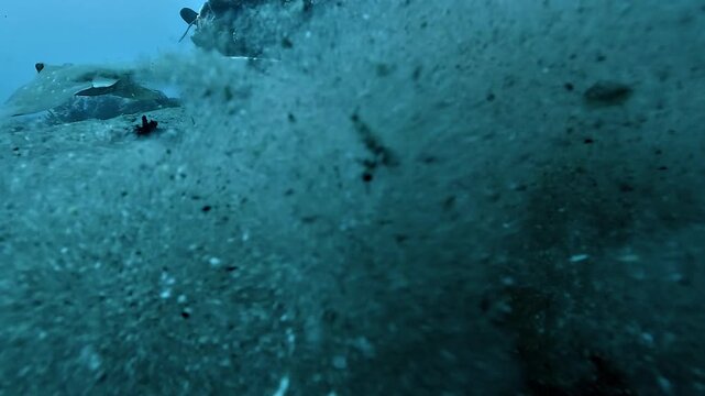 Zoom on the eye of a bluespotted ribbontail ray, Taeniura lymma, before it bolts away and raises a cloud of sand.