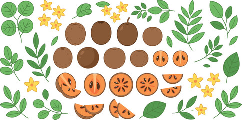 Fototapeta premium Fresh Tropical Sapodilla Chico Fruit Set with Whole Half Cut Slices Green Leaves and Yellow Flowers Vector Elements for Healthy Food Designs