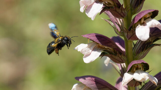 Une abeille charpenti&egrave;re en vol
