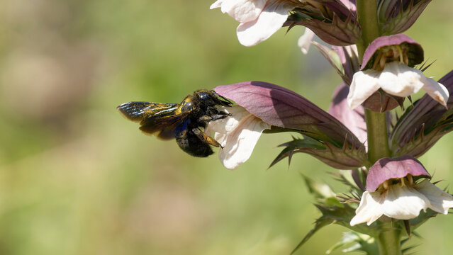 Une abeille charpenti&egrave;re dans une fleur