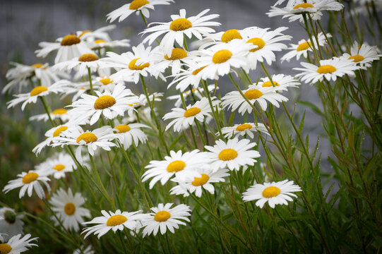 Beautiful daisy flowers always makes you smile on a lovely spring morning. Daisies primarily symbolize innocence, purity, and new beginnings.