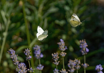 deux papillons blancs (piéride du chou) en vol © fzrmailbox