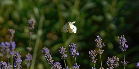 un papillon blanc (piéride du chou) en vol © fzrmailbox