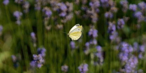 un papillon blanc (piéride du chou) en vol © fzrmailbox