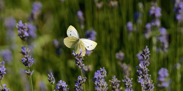 un papillon blanc (pi&eacute;ride du chou) en vol