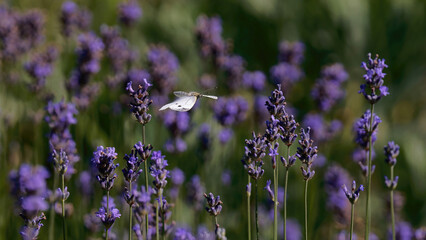 un papillon blanc (piéride du chou) en vol © fzrmailbox