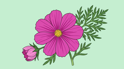 Obraz premium Illustration vectorielle d'une fleur de cosmos rose éclatante avec un bouton floral et des feuilles vertes détaillées sur un fond vert pastel clair, style dessin au trait.