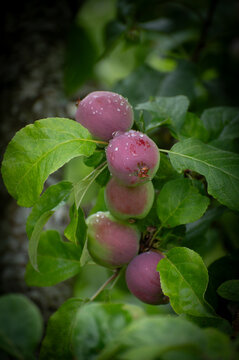 Dolgo crabapples, which are known for their small size and deep red-to-purple color. They are often used for making jelly or cider due to their sweet flavor and good cooking properties.