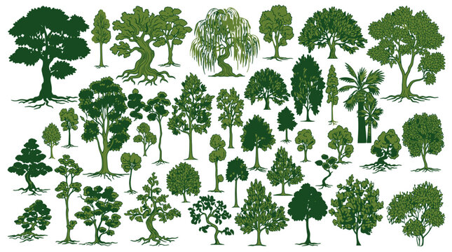 Collection d'illustrations vectorielles d'arbres verts vari&eacute;s sur fond blanc, comprenant des ch&ecirc;nes, des saules pleureurs, des pins et divers feuillus pour des projets de design paysager.