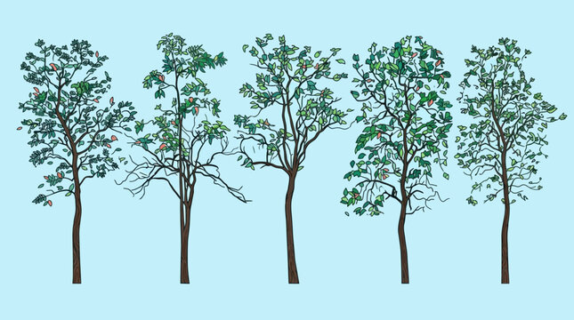 Eine Sammlung von f&uuml;nf detaillierten, handgezeichneten Baumillustrationen in verschiedenen Formen und Laubdichten, isoliert auf einem hellblauen Hintergrund f&uuml;r grafische Designs.
