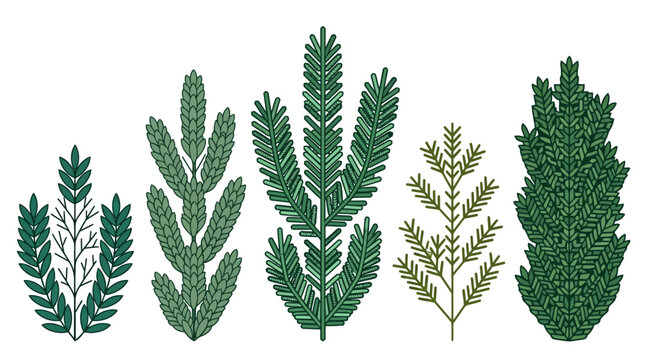 Conjunto de ilustra&ccedil;&otilde;es vetoriais de ramos de &aacute;rvores con&iacute;feras e pinheiros em estilo gr&aacute;fico plano, isolados sobre um fundo branco para design bot&acirc;nico e decora&ccedil;&atilde;o sazonal.