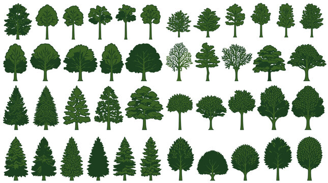 Ensemble vari&eacute; d'arbres verts isol&eacute;s sur fond blanc, incluant des conif&egrave;res, des feuillus et diverses silhouettes d'arbres pour des projets de design paysager et d'architecture.