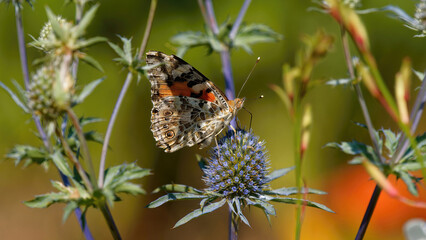 un papillon Vanessa (Belle Dame) dans un environnement coloré © fzrmailbox